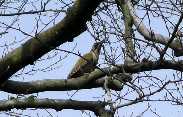 Green Woodpecker