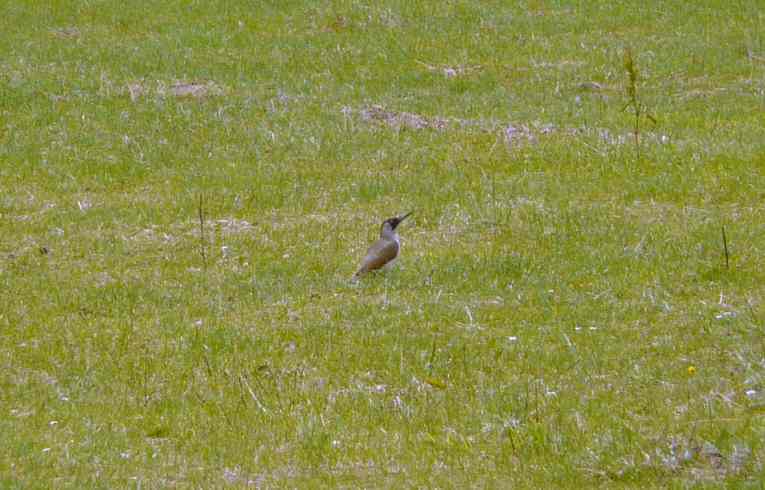 Green Woodpecker