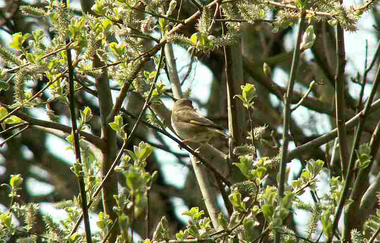 Greenfinch