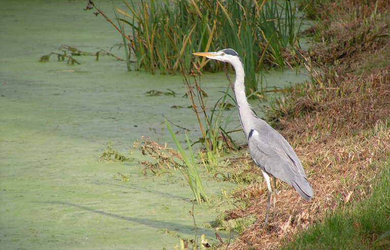 Grey Heron