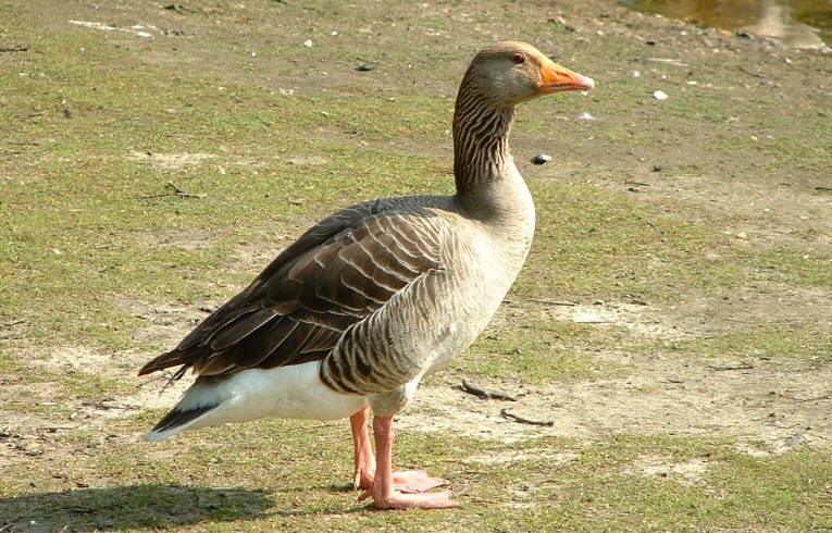 Greylag Goose