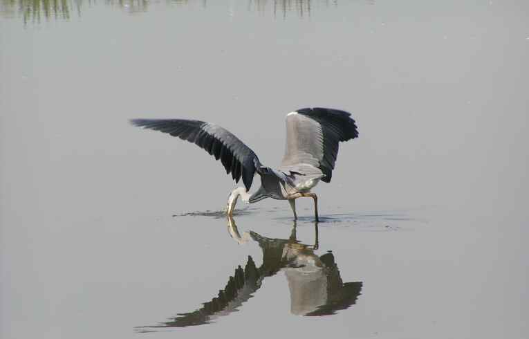 Grey Heron