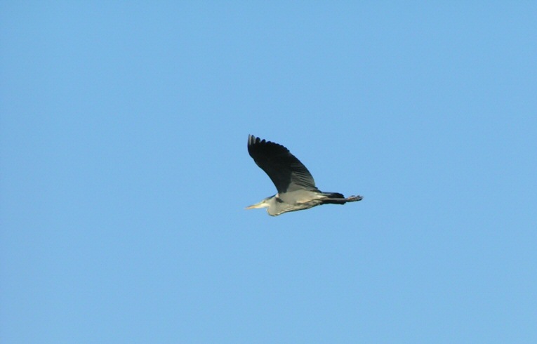 Grey Heron