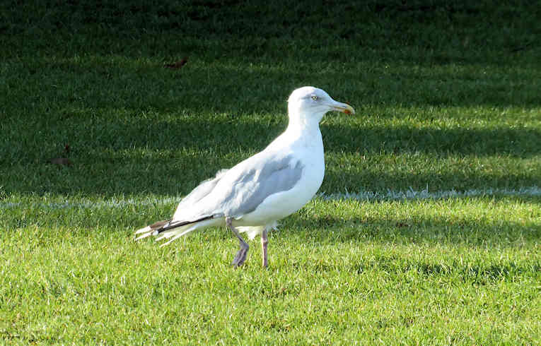 Herring Gull