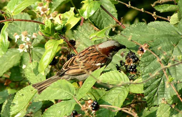 House Sparrow