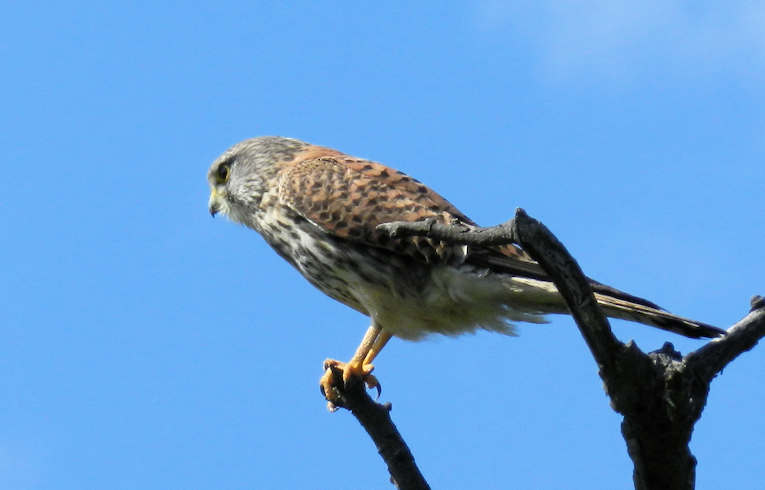 Kestrel