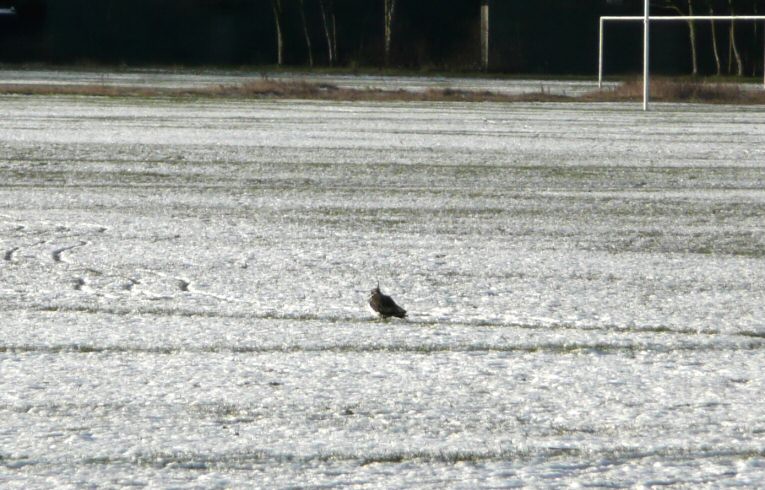 Lapwing