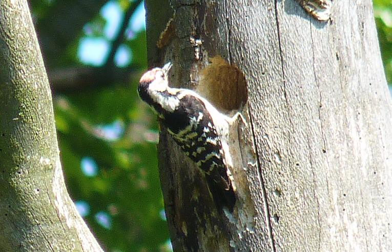 Lesser Spotted Woodpecker