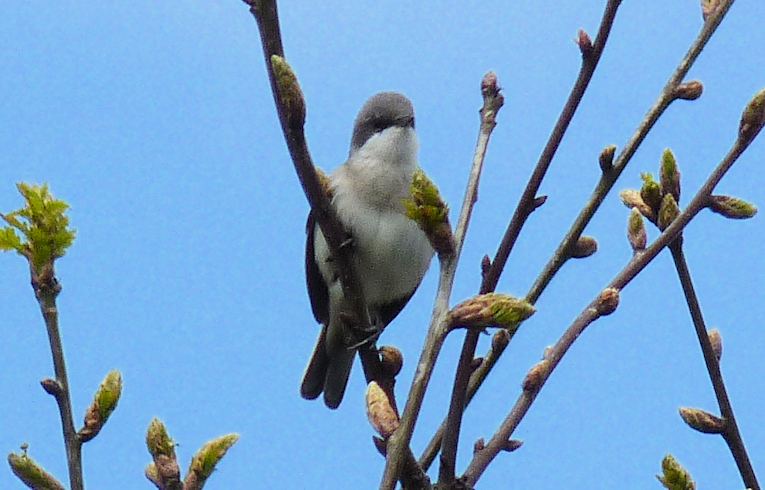 Lesser Whitethroat