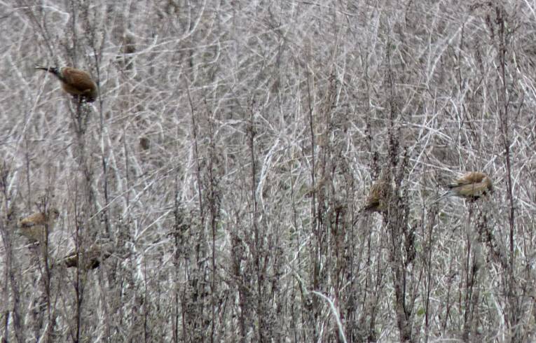 Linnet