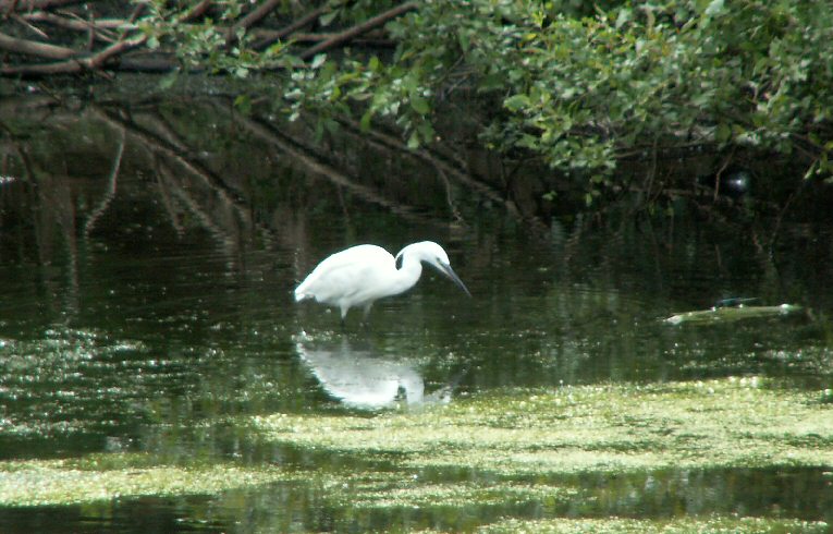 Little_Egret