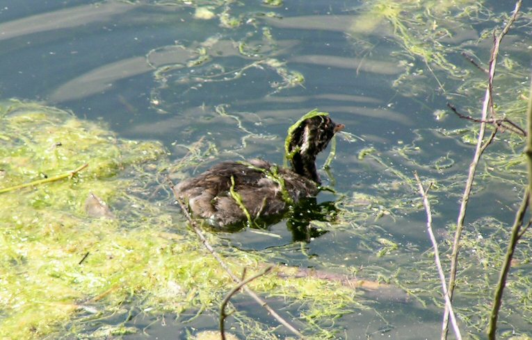 Little Grebe