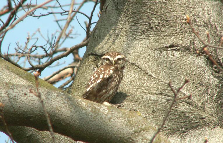 Little Owl