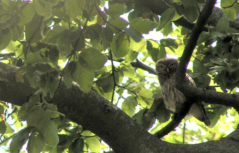 Little Owl Athene noctua