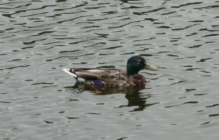 Mallard in eclipse