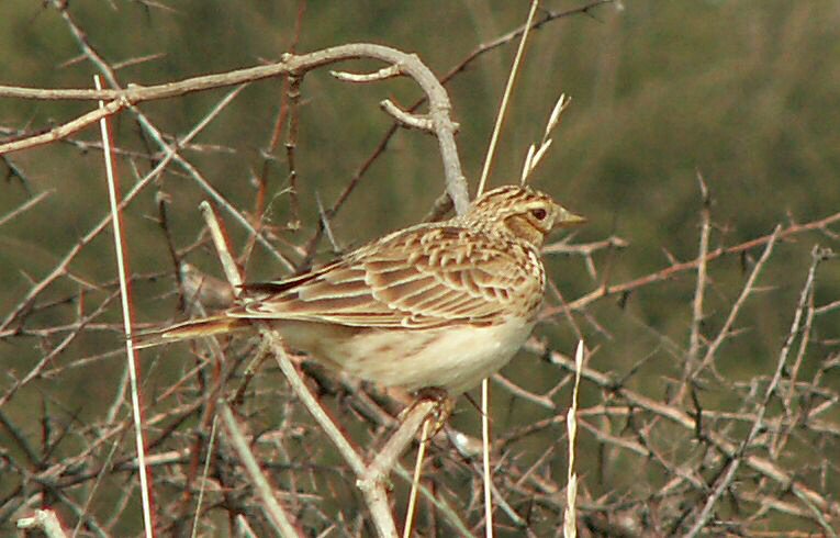 Meadow Pipit