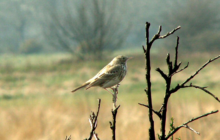 dow Pipit