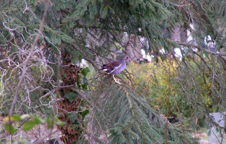 moorhen