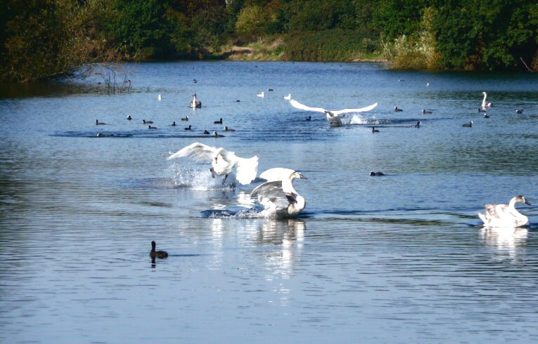 Mute Swans