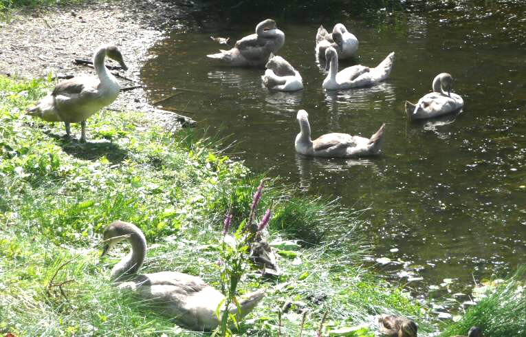 Mute Swans