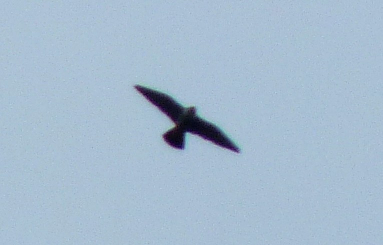 Peregrine