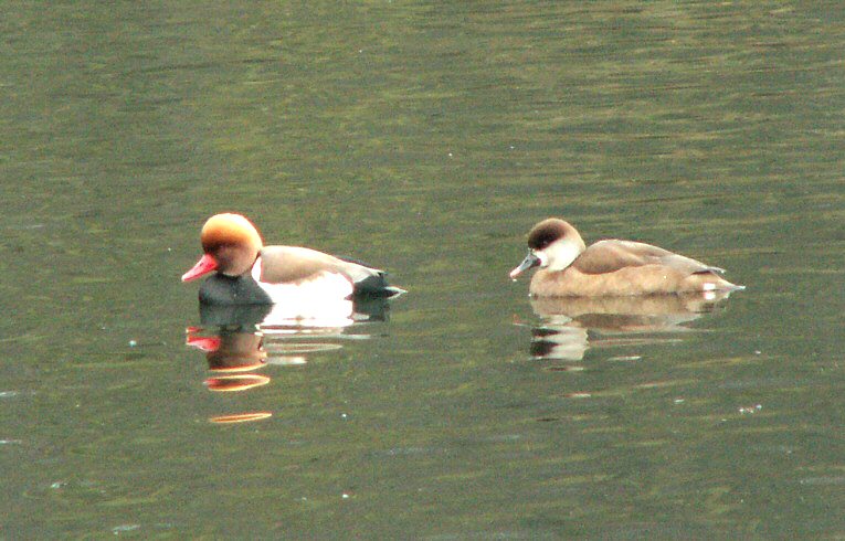 Red-crested Pochard