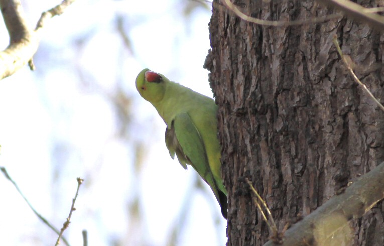 Ring-necked Parakeet