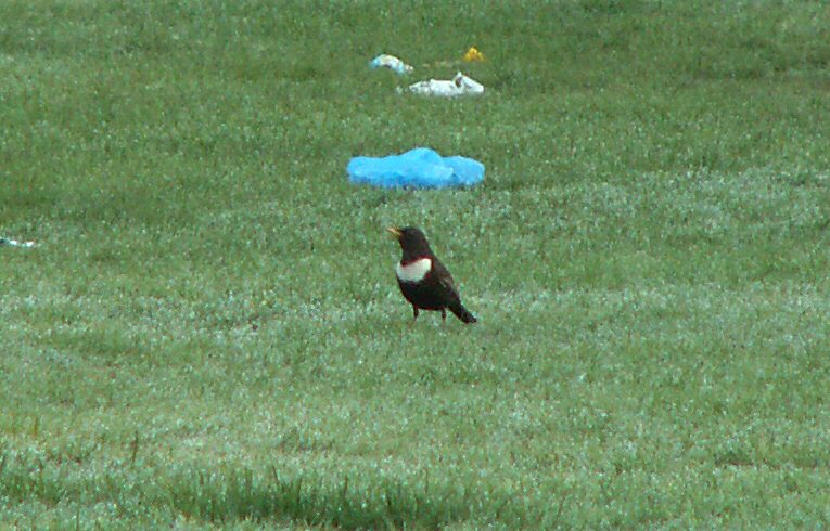 Ring Ouzel