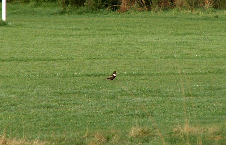 Ring Ouzel