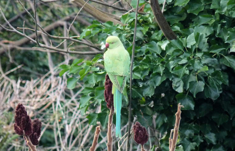 Ring-necked Parakeet