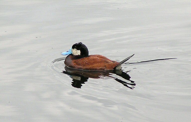 Ruddy Duck