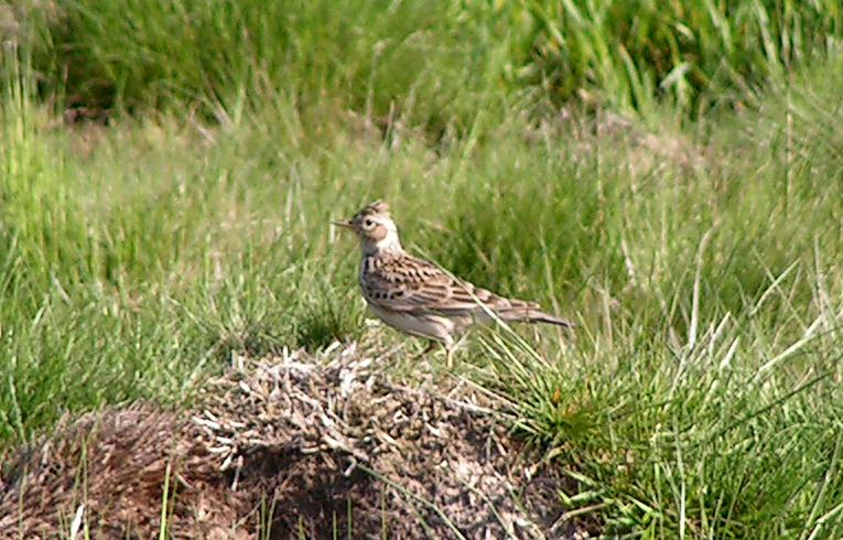 Skylark