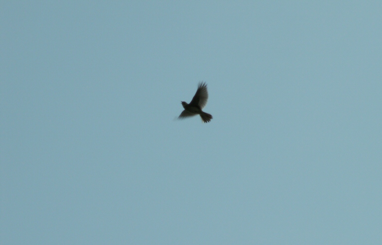 Skylark