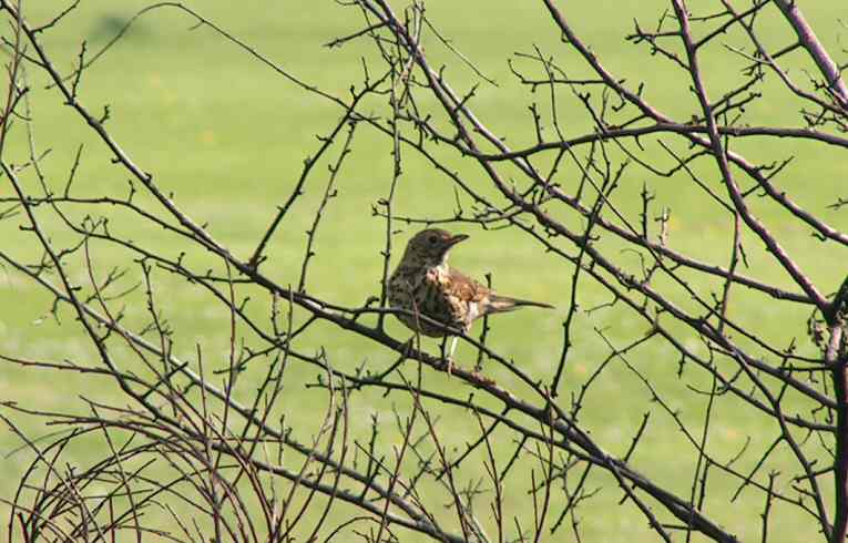 Song Thrush