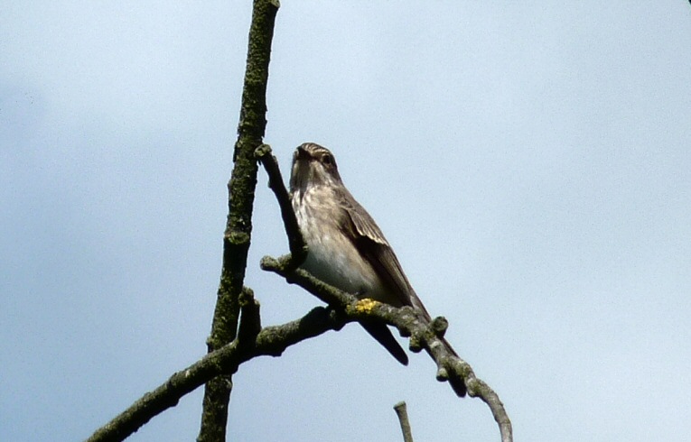 Spotted Flycatcher