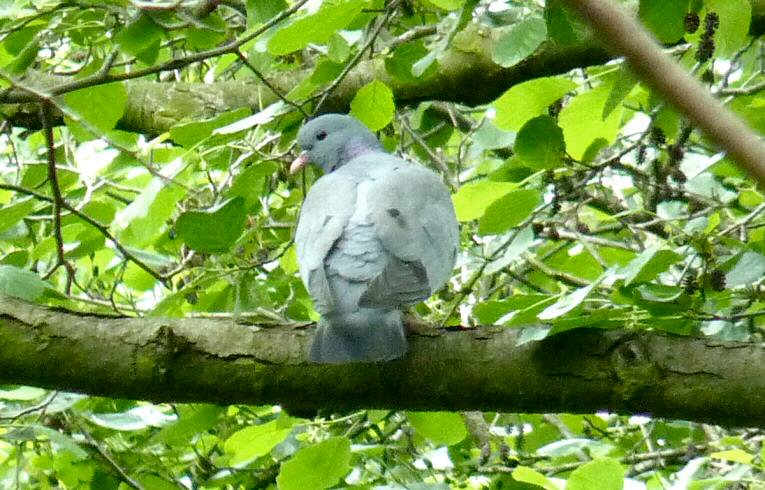 Stock Dove