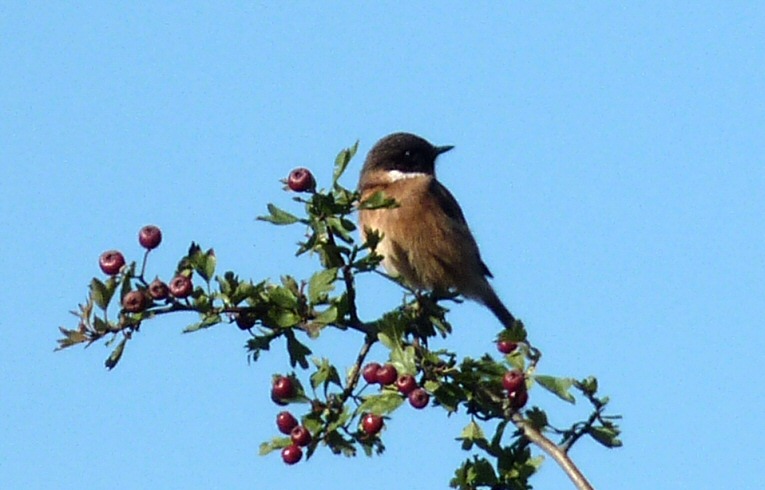 Stonechat