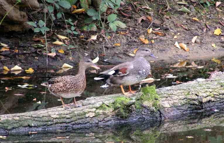 Gadwall