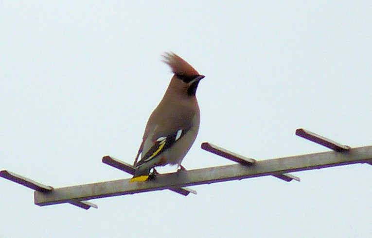 Waxwing