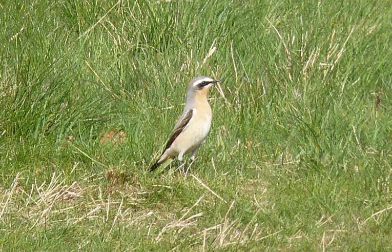 Wheatear