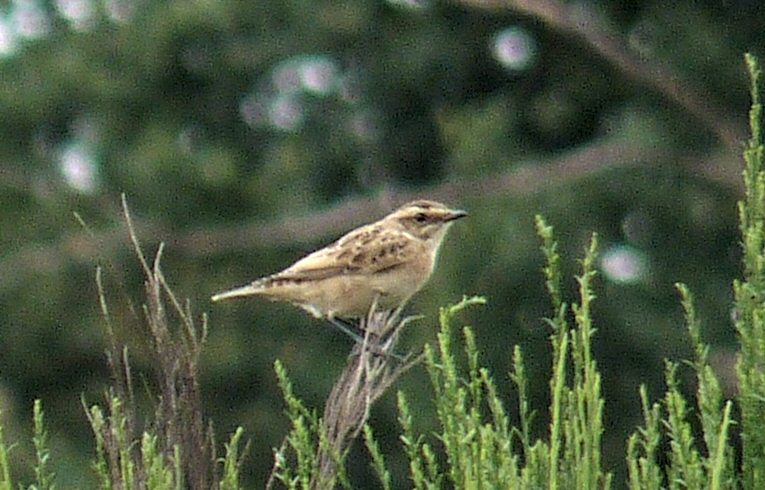 Whinchat