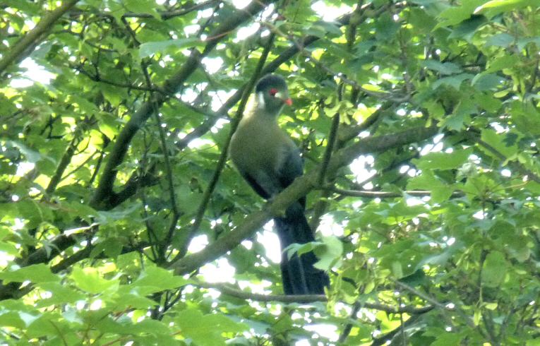 White-cheeked Turaco