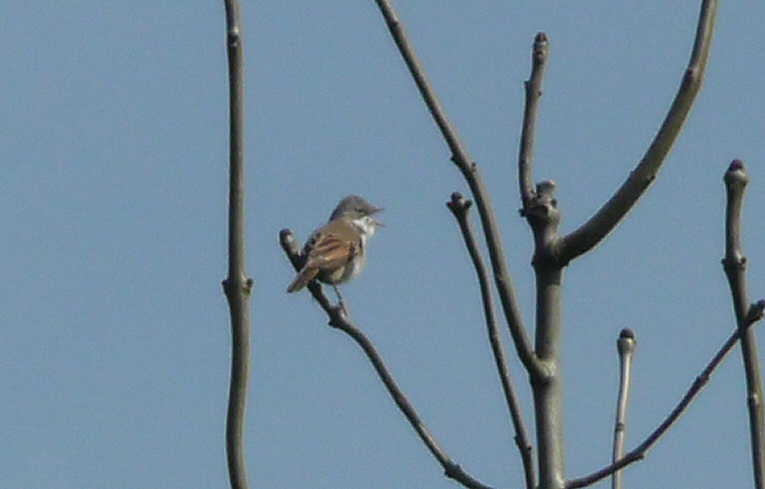 Whitethroat