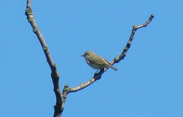 Willow Warbler