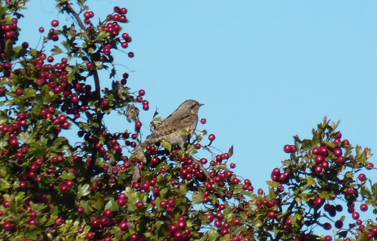 Wryneck