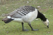 Barnacle Goose