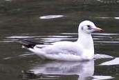 Black-headed Gull