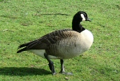 Canada Goose