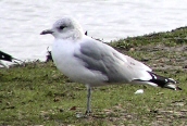 Common Gull