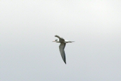 Common Tern